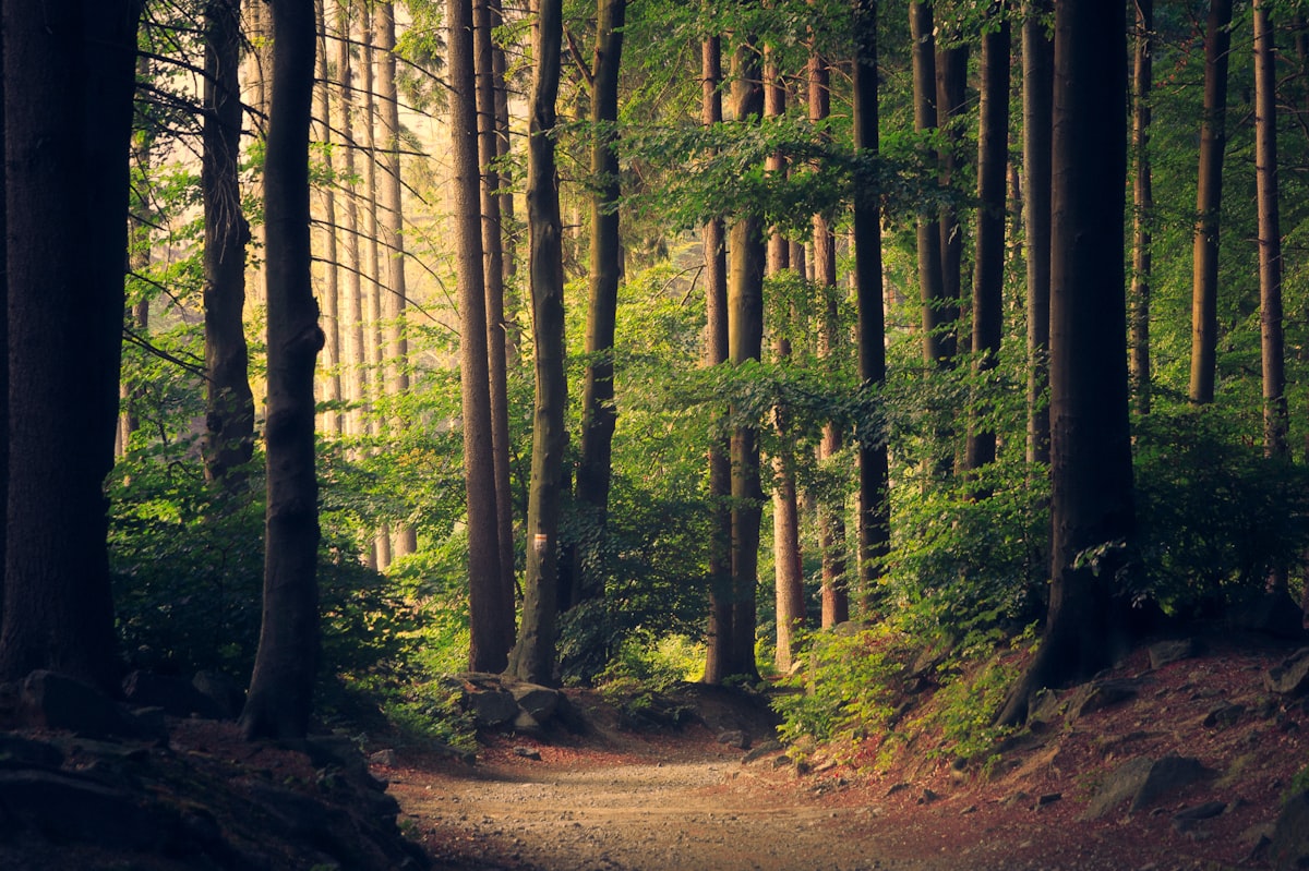 Imagen ilustrativa de «Thoreau y la vida en el bosque»